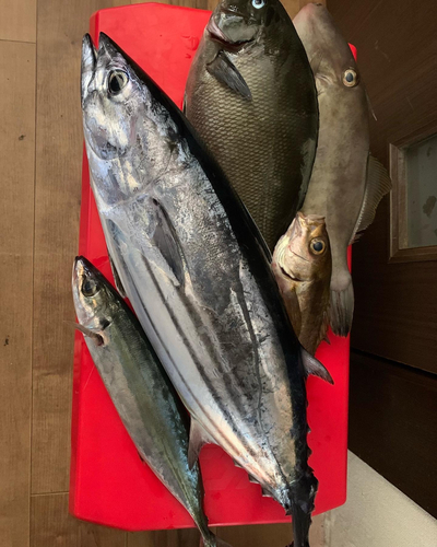 カツオの釣果