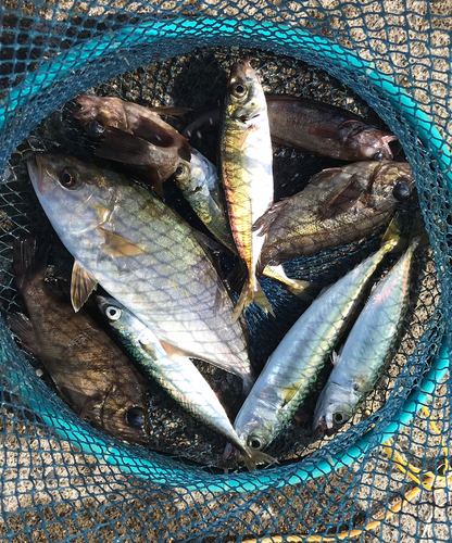 ショゴの釣果