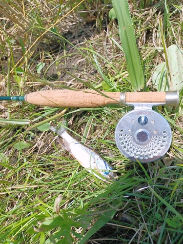 オイカワの釣果