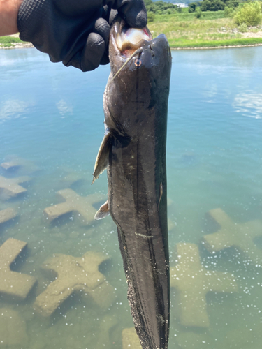 マナマズの釣果