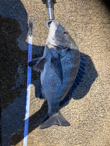 クロダイの釣果