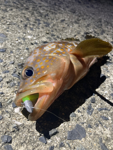 アコウの釣果