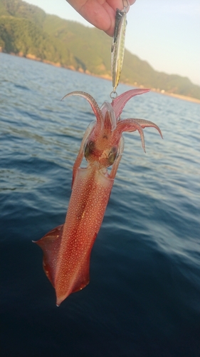 イカの釣果