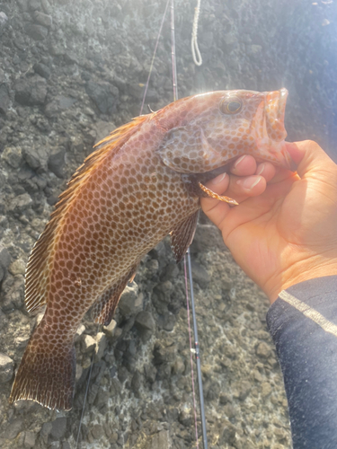 オオモンハタの釣果