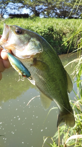 ラージマウスバスの釣果