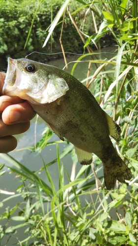 ラージマウスバスの釣果