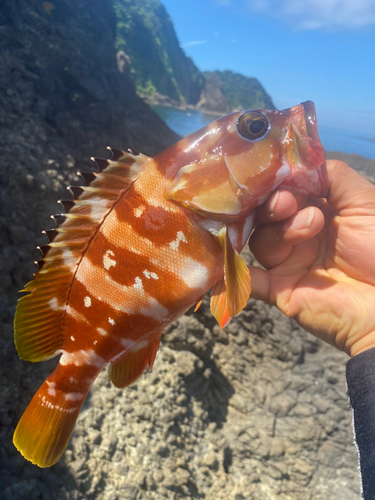 アカハタの釣果