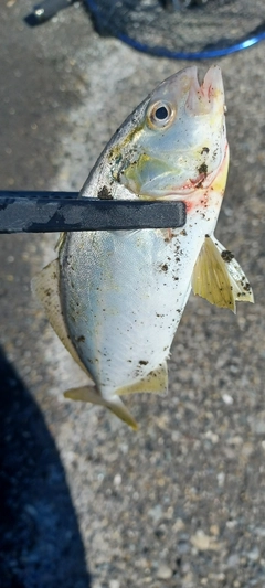 ショゴの釣果