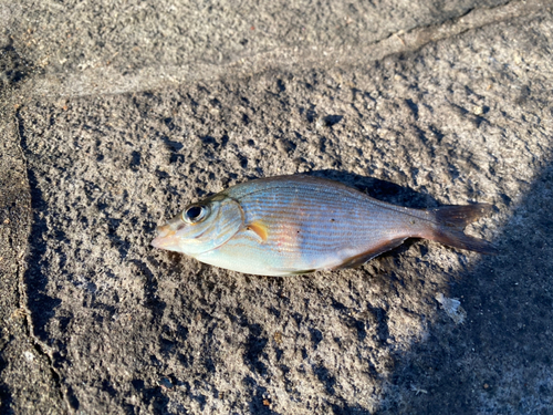 ウミタナゴの釣果