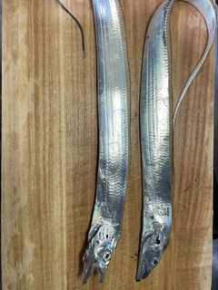 タチウオの釣果