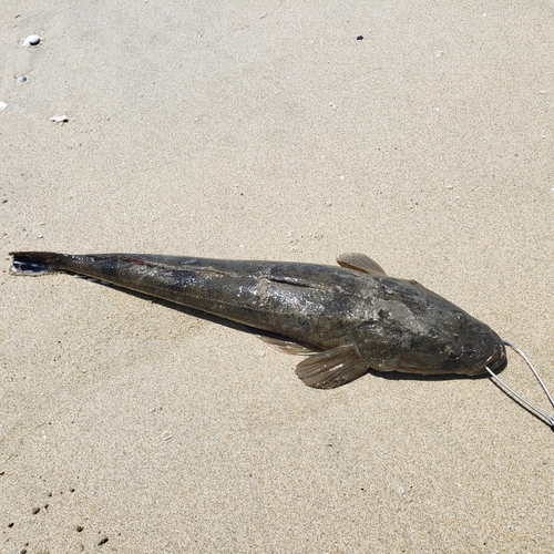 マゴチの釣果