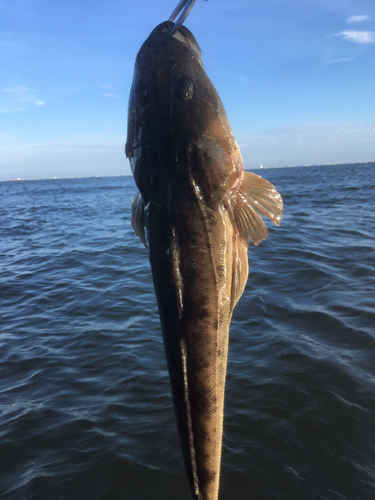 マゴチの釣果