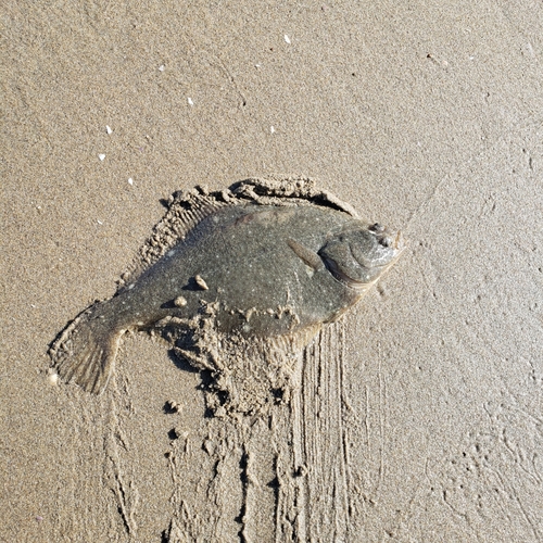 カレイの釣果