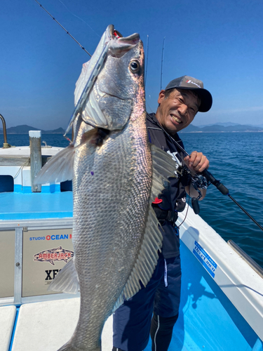 オオニベの釣果