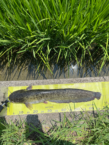 ナマズの釣果