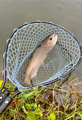 ニジマスの釣果