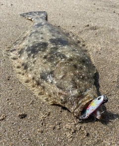 ヒラメの釣果