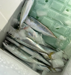 サバの釣果