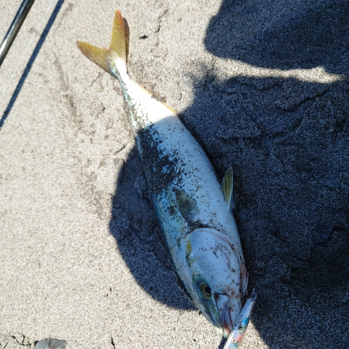 ワカシの釣果