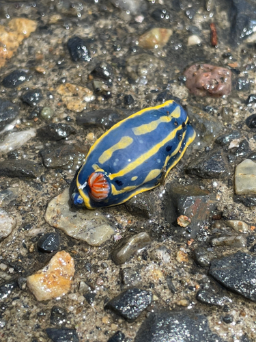 ショゴの釣果