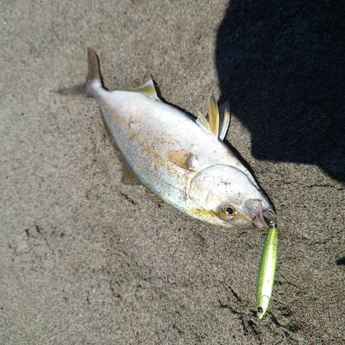 ショゴの釣果