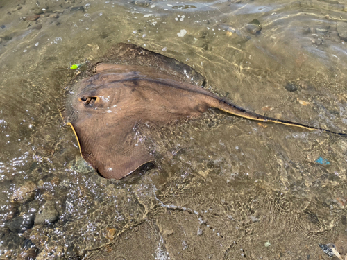 アカエイの釣果