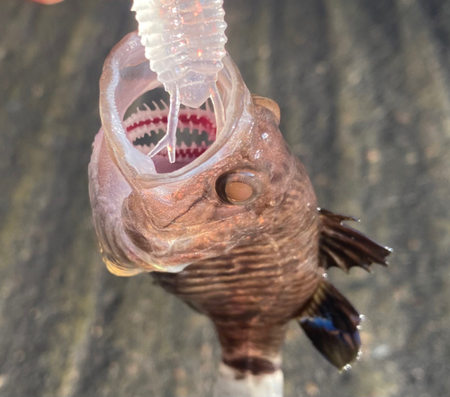 クロイシモチの釣果