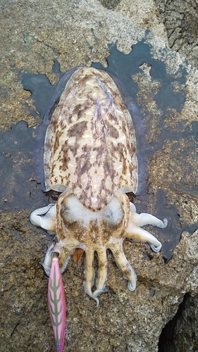 モンゴウイカの釣果