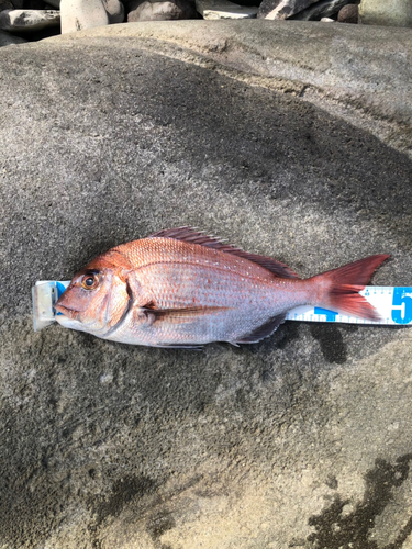 マダイの釣果