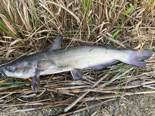 アメリカナマズの釣果