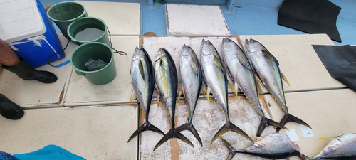 キハダマグロの釣果