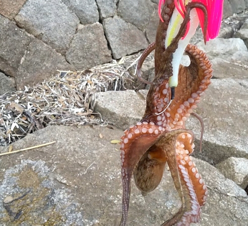 マダコの釣果