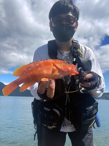 アカハタの釣果