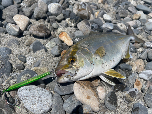 ショゴの釣果