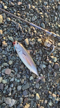 ソウダガツオの釣果