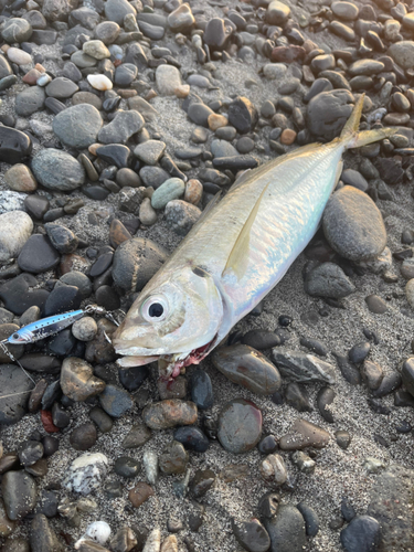 マアジの釣果