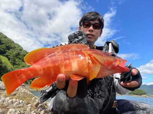 アカハタの釣果