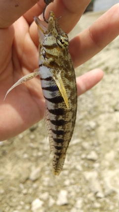 ダンダラトラギスの釣果