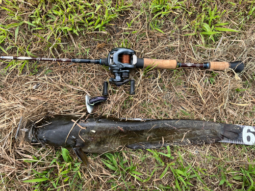 ナマズの釣果