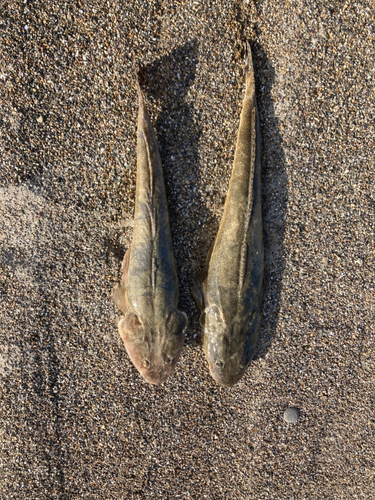 マゴチの釣果