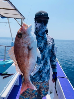 マダイの釣果