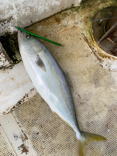 ハマチの釣果