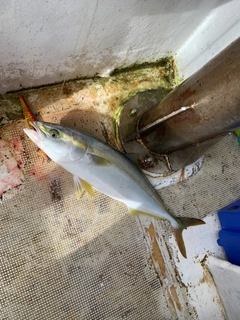 ハマチの釣果