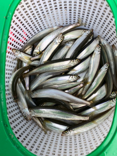 チカの釣果