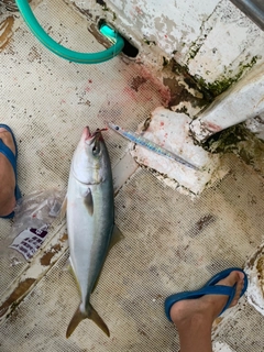 ハマチの釣果