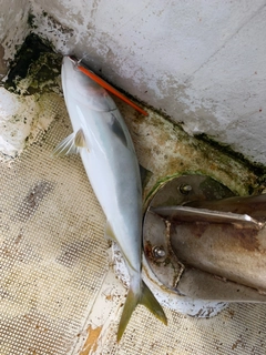 ハマチの釣果