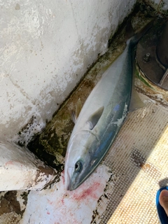 ハマチの釣果