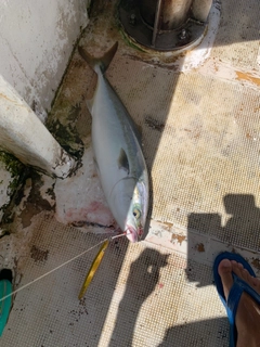 ハマチの釣果