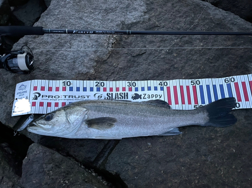 シーバスの釣果