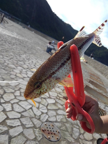 ヒメジの釣果